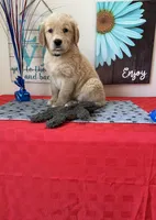 AKC Cyan Girl, a female Golden Retriever for sale in Fort Wayne, IN – 7 of 10
