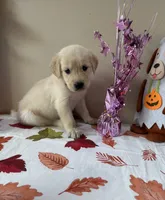 AKC Pink Girl, a female Golden Retriever for sale in Fort Wayne, IN – 8 of 10