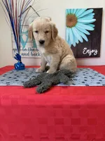 AKC Cyan Girl, a female Golden Retriever for sale in Fort Wayne, IN – 9 of 10