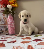 AKC Pink Girl, a female Golden Retriever for sale in Fort Wayne, IN – 7 of 10