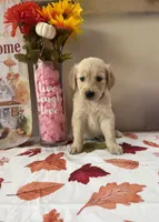 AKC Purple Girl , a female Golden Retriever for sale in Fort Wayne, IN – 10 of 10