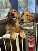 B. Boy *$150 Off asking price, a male Golden Retriever for sale in Fort Wayne, IN – Photo 10 of 10