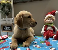 B. Boy *$150 Off asking price, a male Golden Retriever for sale in Fort Wayne, IN – Photo 6 of 10