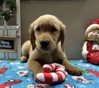 B. Boy *$150 Off asking price, a male Golden Retriever for sale in Fort Wayne, IN – Photo 3 of 10