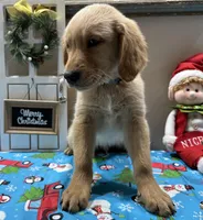 B. Boy *$150 Off asking price, a male Golden Retriever for sale in Fort Wayne, IN – Photo 5 of 10