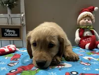 B. Boy *$150 Off asking price, a male Golden Retriever for sale in Fort Wayne, IN – Photo 2 of 10