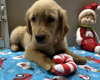 B. Boy *$150 Off asking price, a male Golden Retriever for sale in Fort Wayne, IN – Photo 1 of 10