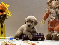 B. Boy *$150 Off asking price, a male Golden Retriever for sale in Fort Wayne, IN – Photo 8 of 10