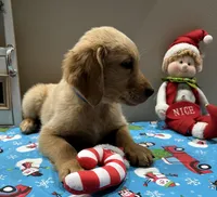 B. Boy *$150 Off asking price, a male Golden Retriever for sale in Fort Wayne, IN – Photo 4 of 10