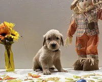 B. Boy *$150 Off asking price, a male Golden Retriever for sale in Fort Wayne, IN – Photo 9 of 10