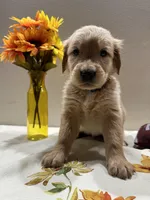 B. Boy *$150 Off asking price, a male Golden Retriever for sale in Fort Wayne, IN – Photo 7 of 10