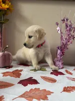 AKC Pink Girl, a female Golden Retriever for sale in Fort Wayne, IN – 2 of 10