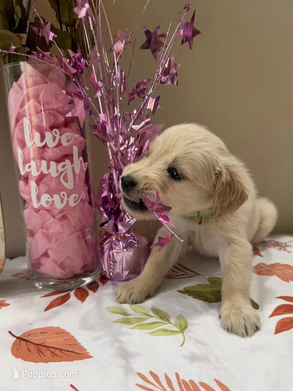 AKC Lime Girl – Golden Retriever puppy for sale in Fort Wayne, IN