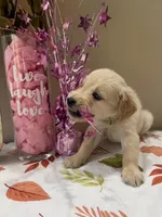 AKC Lime Girl, a female Golden Retriever for sale in Fort Wayne, IN – 8 of 10