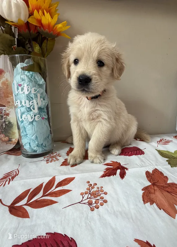 AKC Orange Boy – Golden Retriever puppy for sale in Fort Wayne, IN