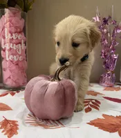 AKC Turquoise Girl, a female Golden Retriever for sale in Fort Wayne, IN – 8 of 10