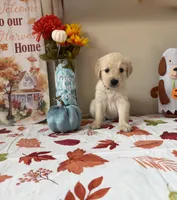 AKC Blue Boy, a male Golden Retriever for sale in Fort Wayne, IN – 7 of 10
