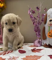 AKC Yellow Girl, a female Golden Retriever for sale in Fort Wayne, IN – 7 of 10