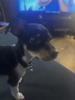 Kobe , a male Chihuahua for sale in Airway Heights, WA – 1 of 1