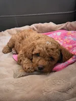 Maple, a female Miniature Goldendoodle for sale in Surprise, AZ – 3 of 3