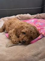 Maple, a female Miniature Goldendoodle for sale in Surprise, AZ – 1 of 3
