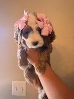 Pearl, a female Miniature Goldendoodle for sale in Surprise, AZ – 2 of 3