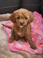 Maple, a female Miniature Goldendoodle for sale in Surprise, AZ – 2 of 3