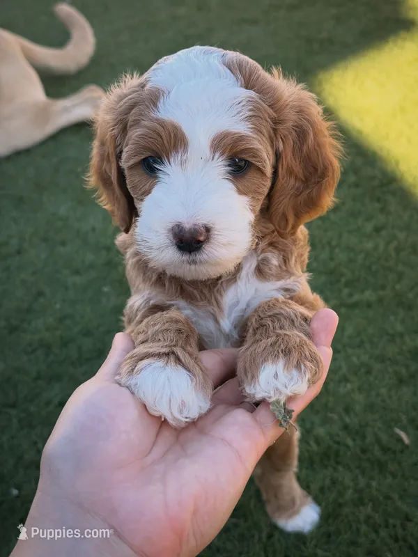 Pearl – Miniature Goldendoodle puppy for sale in Surprise, AZ