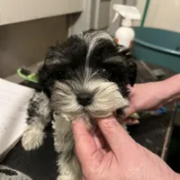 Oreo, a male Miniature Schnauzer for sale in Macedon, NY – 1 of 1