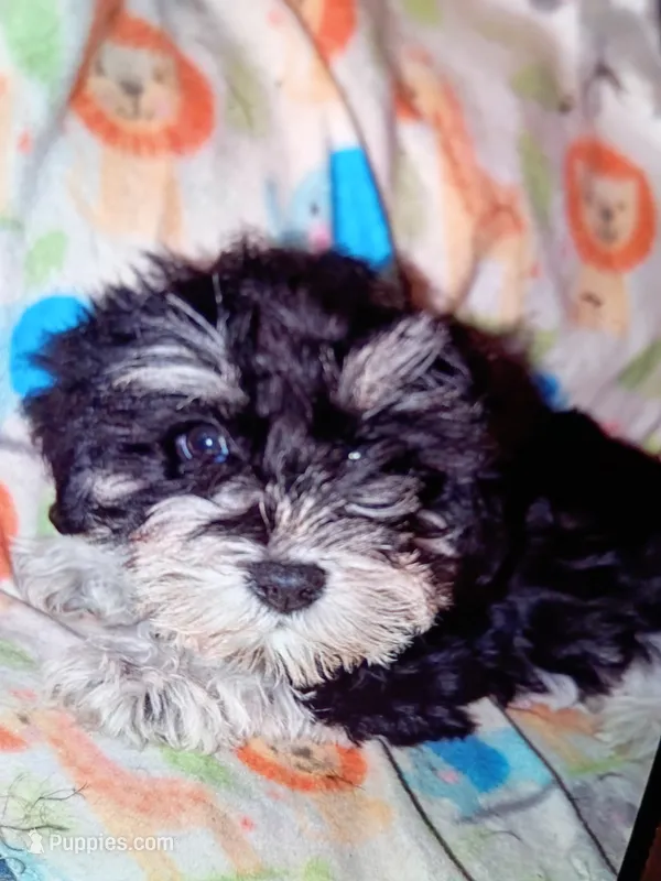 Salt – Miniature Schnauzer puppy for sale in Macedon, NY