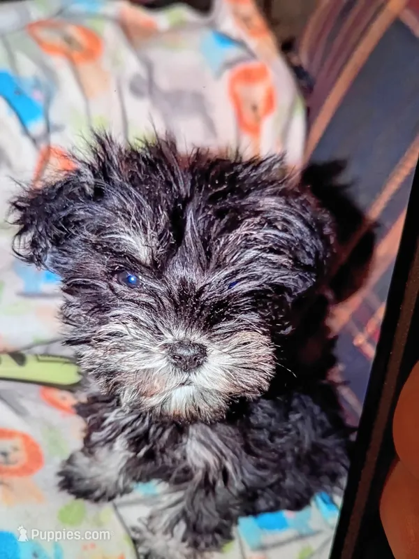 Pepper – Miniature Schnauzer puppy for sale in Macedon, NY