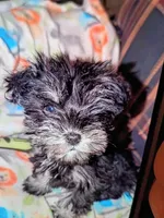 Pepper, a female Miniature Schnauzer for sale in Macedon, NY – 1 of 1