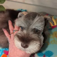 Brownie, a male Miniature Schnauzer for sale in Macedon, NY – 1 of 1