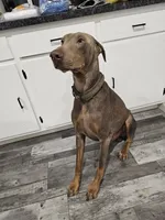 Green, a male Doberman Pinscher for sale in Modesto, CA – 2 of 3