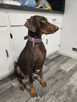 Teal, a female Doberman Pinscher for sale in Modesto, CA – 3 of 3