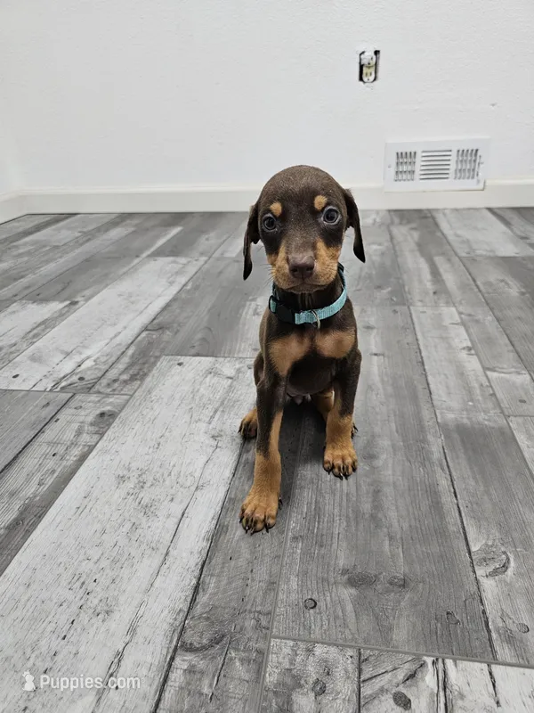 Teal – Doberman Pinscher puppy for sale in Modesto, CA