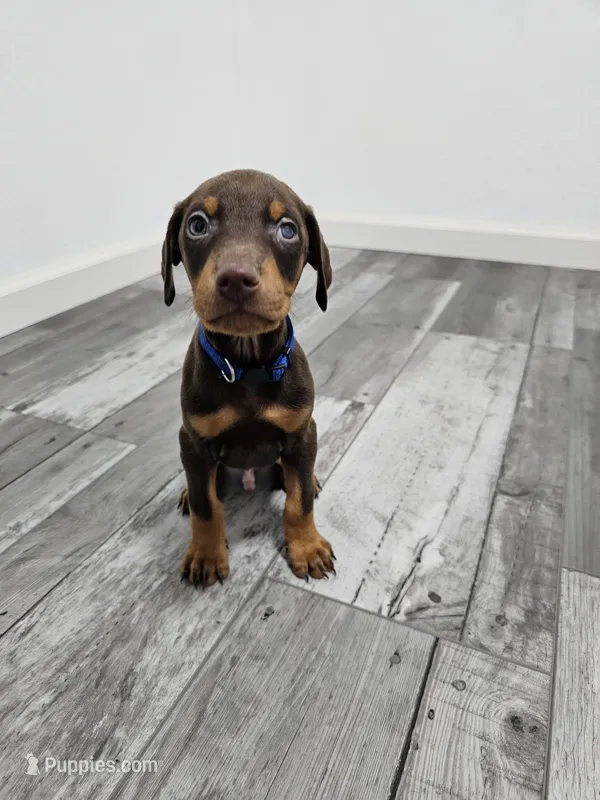 Blue – Doberman Pinscher puppy for sale in Modesto, CA