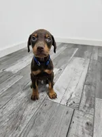Blue, a male Doberman Pinscher for sale in Modesto, CA – 1 of 3