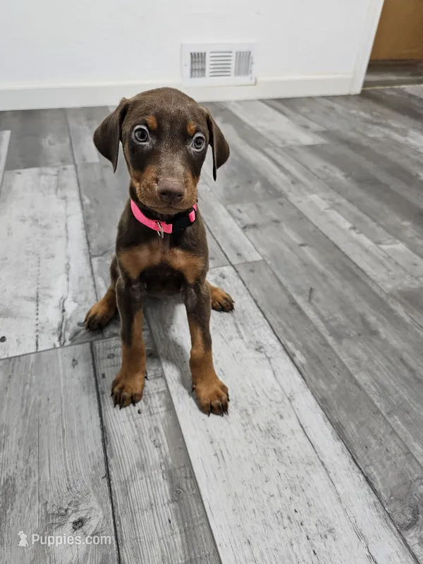 Pink – Doberman Pinscher puppy for sale in Modesto, CA