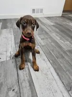 Pink, a female Doberman Pinscher for sale in Modesto, CA – 1 of 3