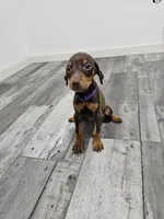 Purple, a female Doberman Pinscher for sale in Modesto, CA – 1 of 3