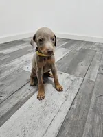 Yellow, a female Doberman Pinscher for sale in Modesto, CA – 1 of 3