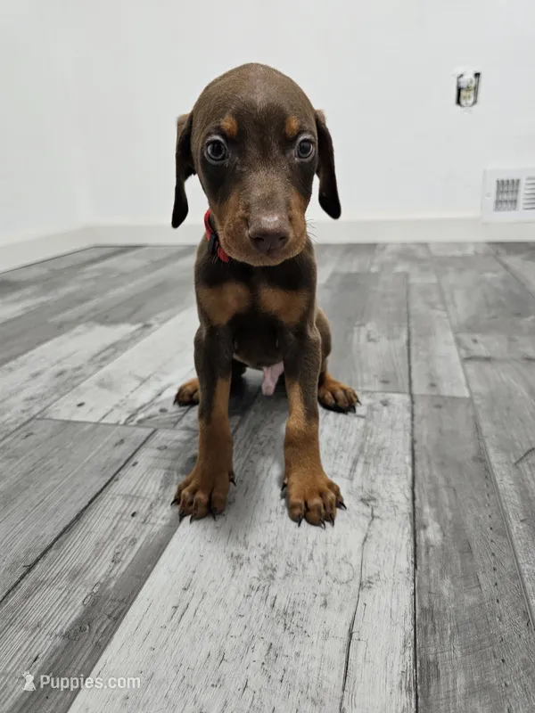 Red – Doberman Pinscher puppy for sale in Modesto, CA