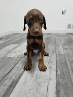 Red, a male Doberman Pinscher for sale in Modesto, CA – 1 of 3