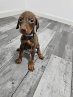 Grey, a male Doberman Pinscher for sale in Modesto, CA – 1 of 3