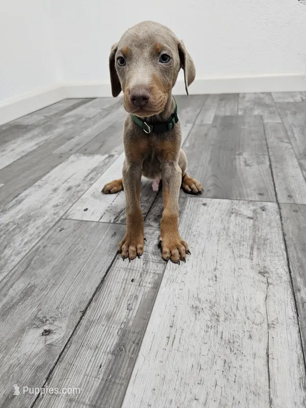 Green – Doberman Pinscher puppy for sale in Modesto, CA
