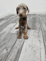 Green, a male Doberman Pinscher for sale in Modesto, CA – 1 of 3