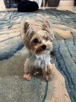 AKC YORKIE Cookie, a female Yorkshire Terrier for sale in Spring, TX – Photo 10 of 10