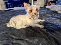 AKC YORKIE Cookie, a female Yorkshire Terrier for sale in Spring, TX – Photo 9 of 10