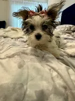 AKC YORKIE Cookie, a female Yorkshire Terrier for sale in Spring, TX – Photo 5 of 10